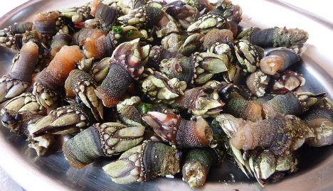 Percebes