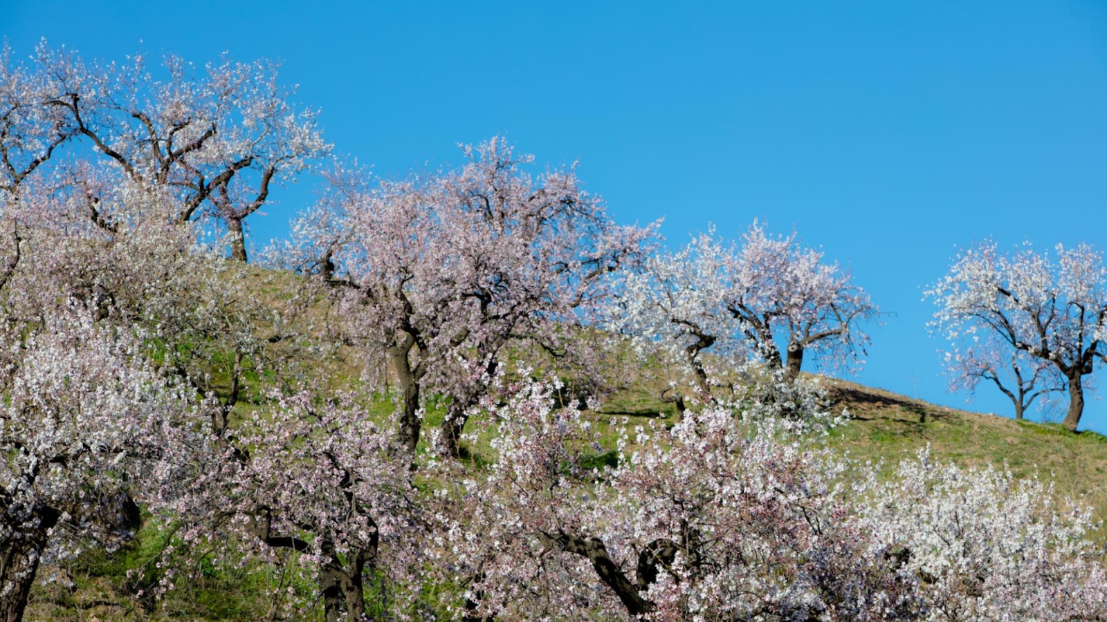 shutterstock 1100843405 - Andalusia