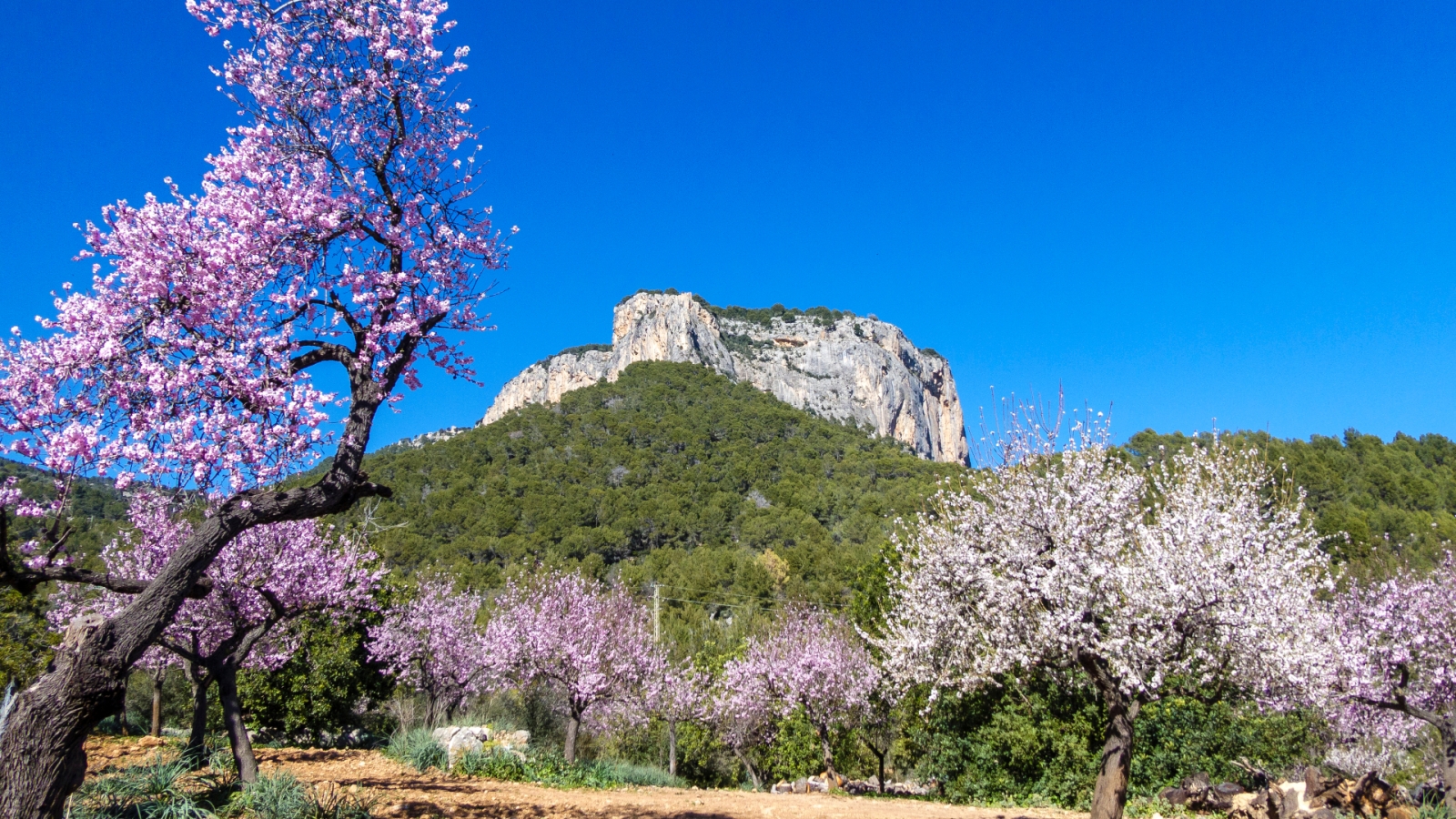 shutterstock 1317996098 - Álaro, Mallorca