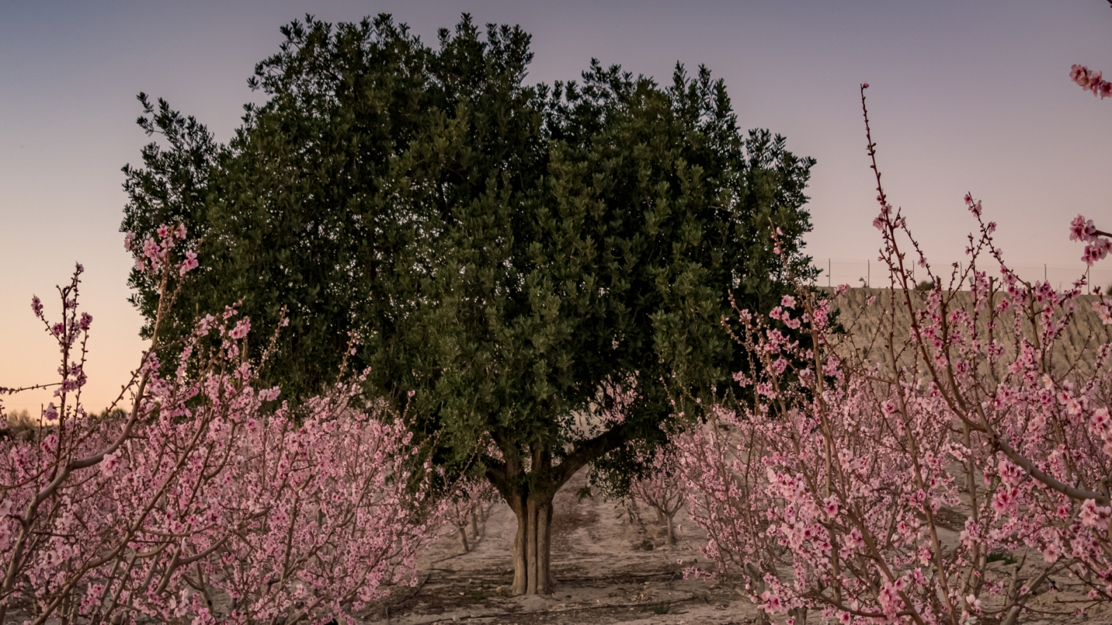 shutterstock 1638183628