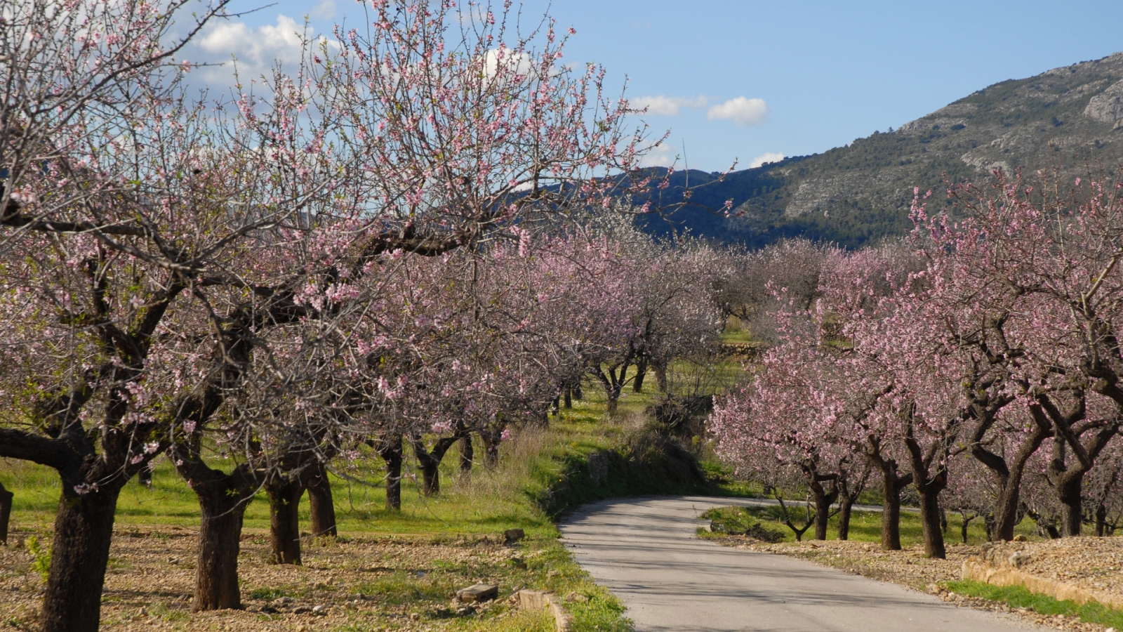 shutterstock 1262263783 - Benigembla