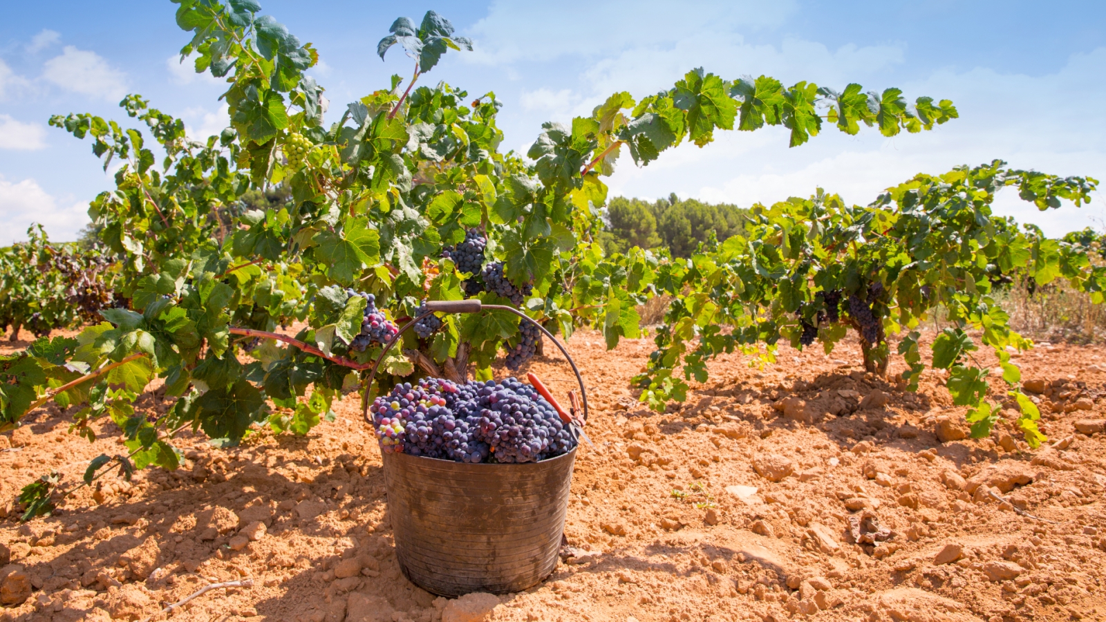 shutterstock 183079301 - Requena