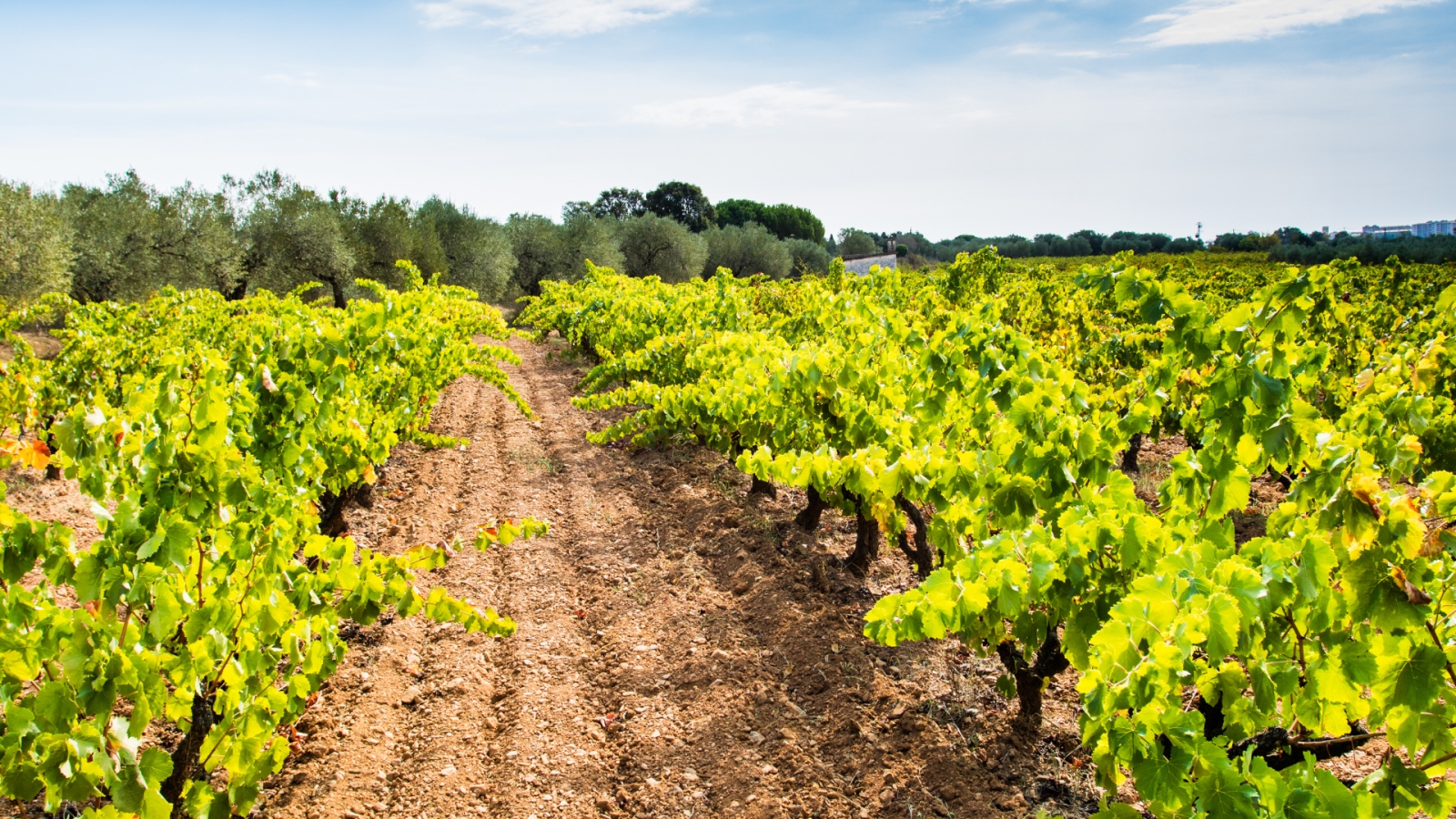 shutterstock 321920165