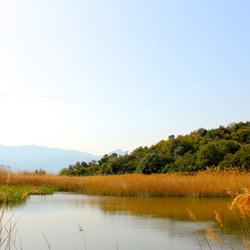 shutterstock 1166900443 - Pego