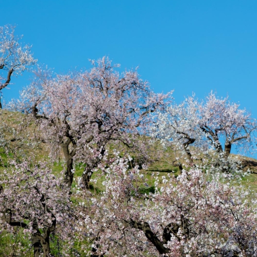 shutterstock 1100843405 - Andalusia