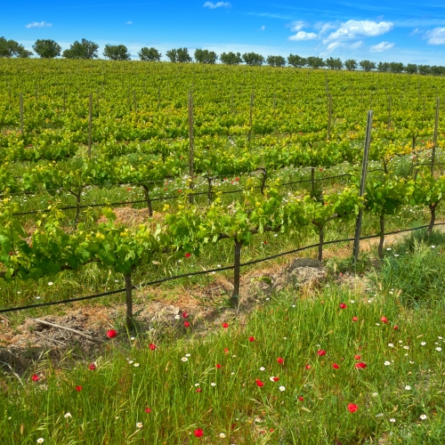 shutterstock 1240177699 - La Font de la Figuera