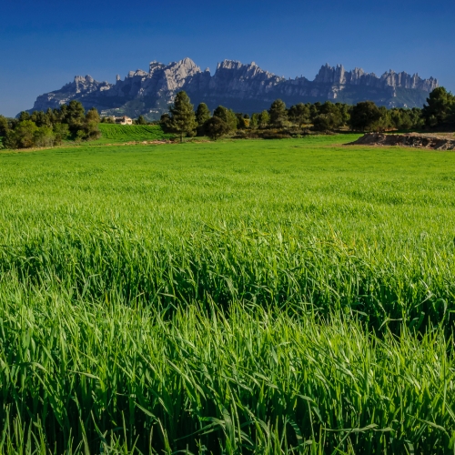 shutterstock 1987680335