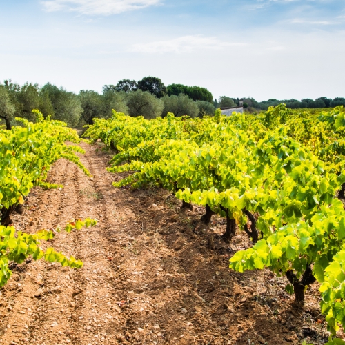 shutterstock 321920165