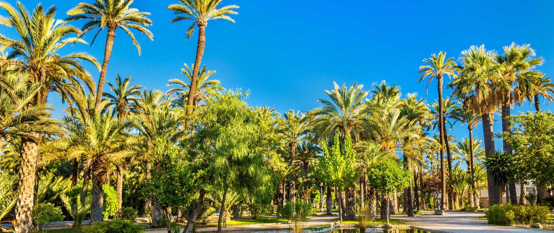 shutterstock 529943362 - Elche